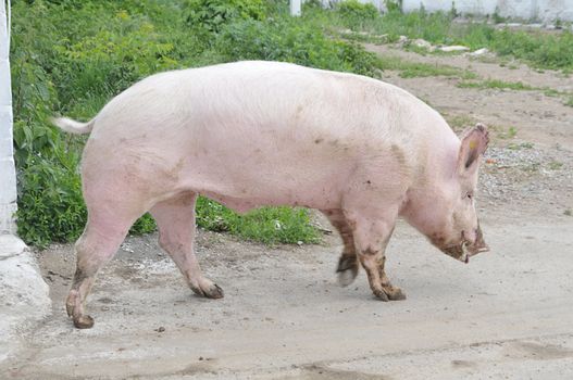 Male hog of breeds Great White on the walk