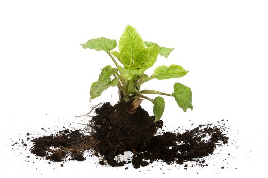 Young plant with roots and the earth on a white background