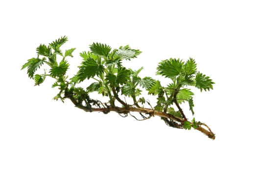 Young plant on a white background