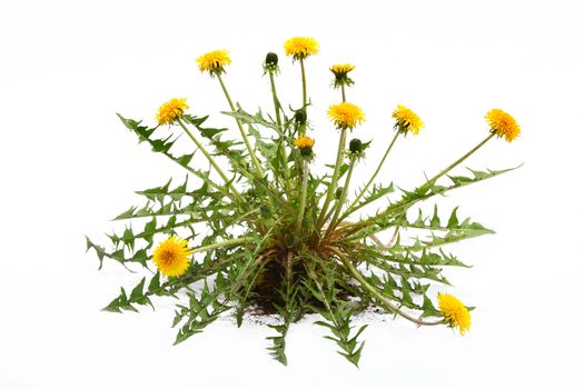 Young plant with roots and the earth on a white background