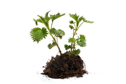Young plant with roots and the earth on a white background
