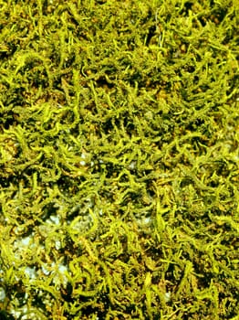 Green moss that grew on the rock of sandstone. Background