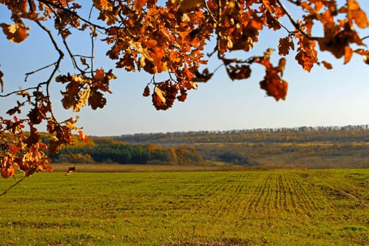 Sown with winter wheat field. In the foreground oak branches with autumn foliage yellowed