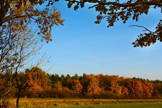 Forest land in autumn colors. In the foreground branches of oak and other trees