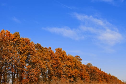 Long alley half a century of oaks in autumn beauty. Track aircraft in the sky