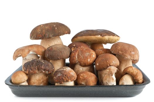 tray with group of Boletus Edulis mushroom isolated on white background