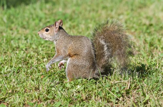 little gray squirrel stands on a green meadow