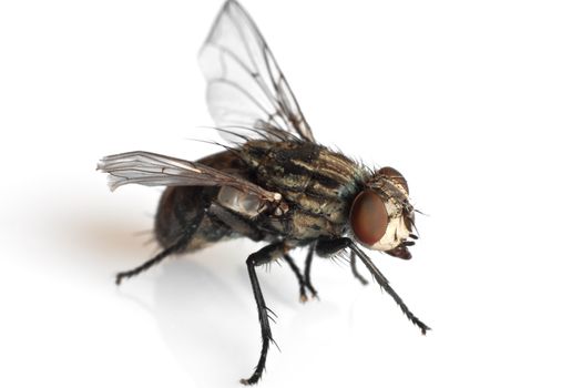 detail of a fly isolated on white background