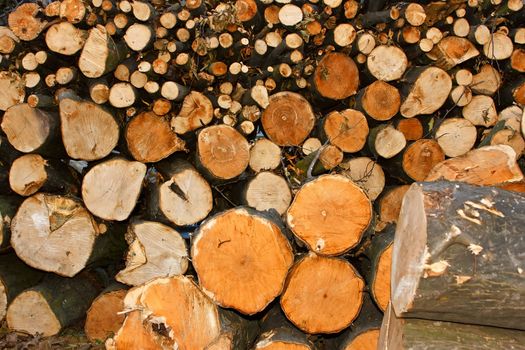 Oodles cut hornbeam logs as firewood. The traditional fuel in rural and mountainous hinterland