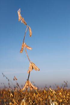 Soybean plants with mature beans on the background of blue sky. Period of harvest