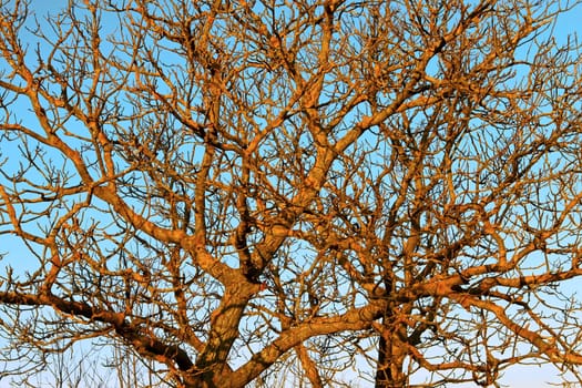 The branches of the old Walnut trees covered with moss on a yellow background of blue sky at sunset