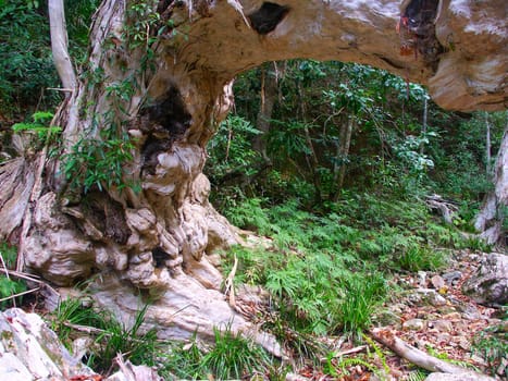 Tropical rainforest of Barron Gorge National Park near Kuranda, Australia.