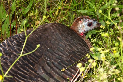 A Wild Turkey (Meleagris gallopavo) hides in a prairie in northern Alabama.