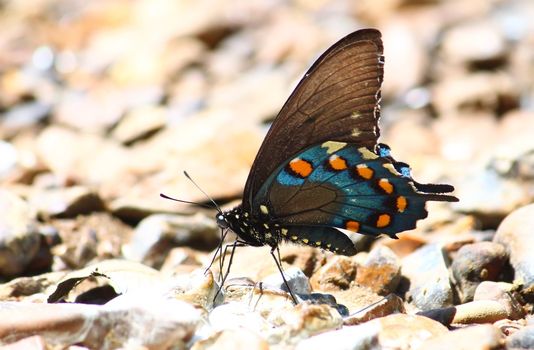 A Pipevine Swallowtail (Battus philenor) along the Natchez Trace National Scenic Parkway in Alabama.