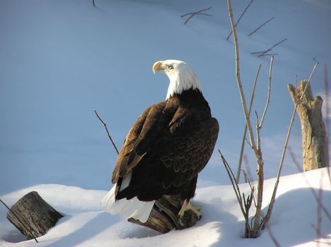 Wild bald eagle on snow with magnificient morning light on the eye.    
