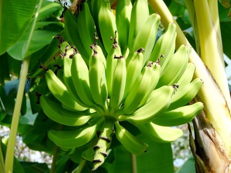 Green banana bunch exposed to sunlight in their tree in beautiful Panama                  