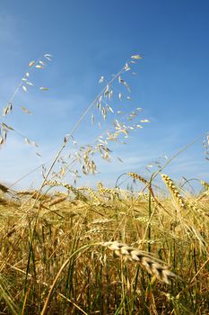 Vertical of a field of golden ripe barley with some oat growing amongst it, shot against bright blue sky with few diffused white clouds.