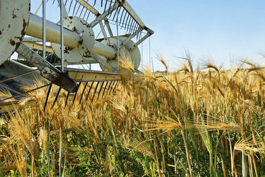 Old combine harvester stopped in a beautiful ripe golden barley field crop wainting to be harvested.