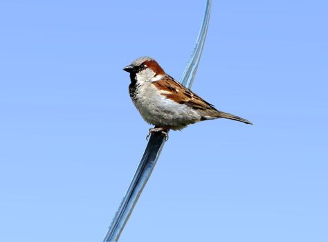 Common male house sparrow resting on an electrical wire in the city against blue sky.