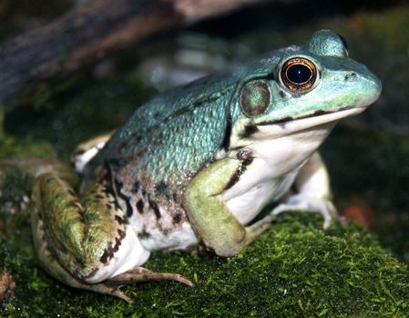 Close-up on a Green Frog of the rare blue color form