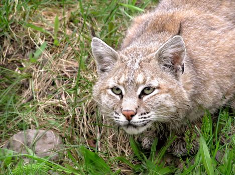 Bobcat lynx stalking prey on wet rainy morning
