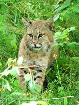 Close-up of a Bobcat lynx with wet fur sitting in the grass