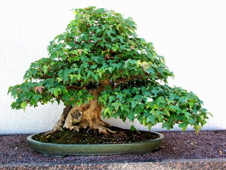 Old malpe bonsa� in a Japenese garden against a concrete wall in early morning shade.             