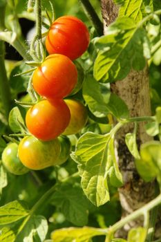 Cherry tomatoes on vine in the sun all showing different stages of ripening with the associated vivid color. Makes you hungry for fresh produce, yummy.