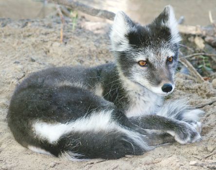 Close-up of a female Arctic fox in her summer coat lying down and resting 