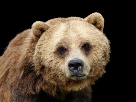 Great close up of a sad looking grizzly brown bear looking at camera, lots of details, isolated on black background.