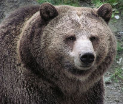 Sharp close-up of a female Grizzly bear on natural background