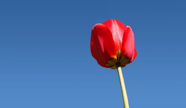 Close-up macro shot taken from underneath a bright red tulip contrasted by a perfect blue sky                               