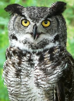 Close-up of a Great horned Owl with very bright yellow eyes looking directly at the camera with eyes and feathers details.