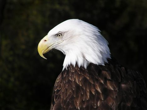 Close-up Profile portrait of a Bald Eagle isaolated on natural background    
