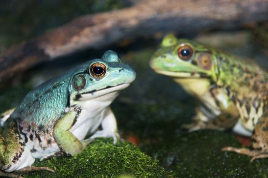 Close-up on Green frogs showing the typical color in the background and the rare blue form of the species
