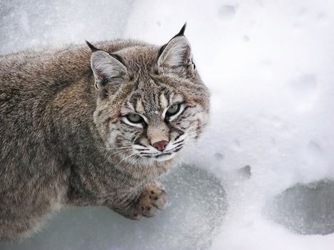 Close-up of a Bobcat lynx on snow looking above at the camera