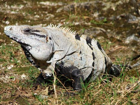 Close-up of a large Iguana looking at camera showing details of scale skin with contrasted pattern