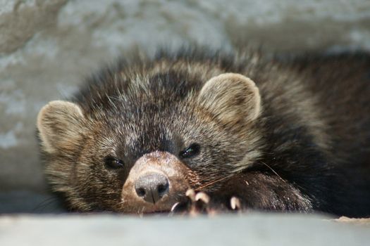 Close-up of a sleeping Fisher (Pekan) a rarely seen member of the weasel family 