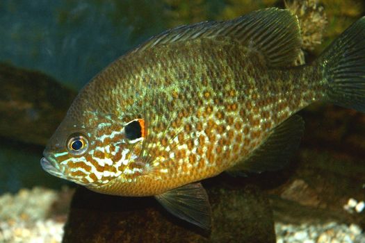 Close-up on a Pumpkinseed fish with colorful light reflections