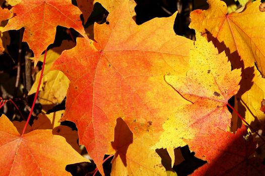 Beautiful sunlite maple tree orange and yeloow leaves on the ground: autumn season.