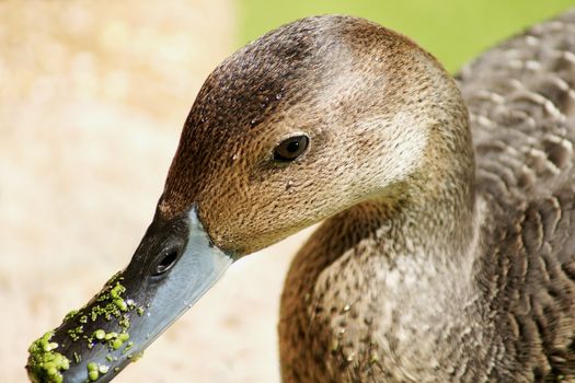 Closeup shot of pintail duck head with duckweeds on the beak 