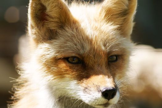 Close-up soft portrait of a red fox looking away