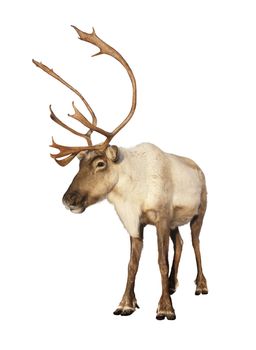 Complete caribou reindeer looking at camera isolated on white background ready to be put on any Christmas card or design. Great details.