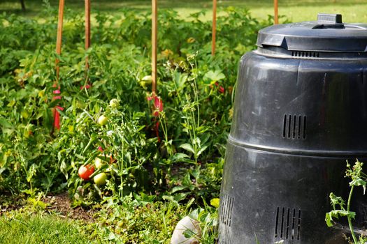 Compost bin made of recycled plastic next to beautiful vegetable garden with ripe tomatoes. Recycling, green, concept.