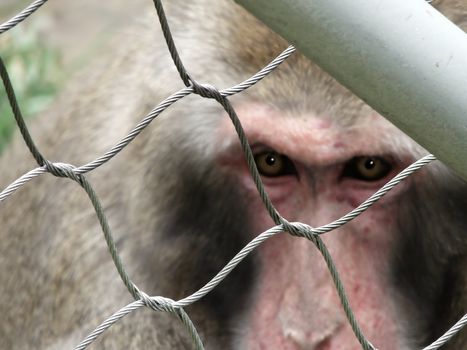 Concept of angered captive monkey with focus on the fence representing captivity and the macaque faded away with evident angry stare looking at camera.