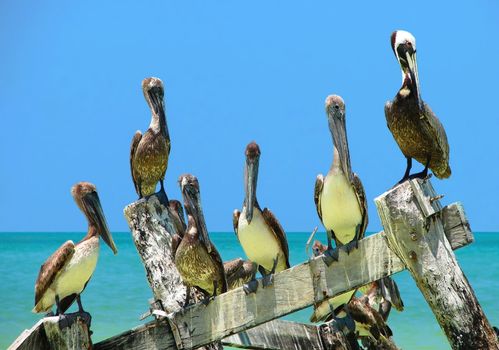 Group of Brown Pelicans perched on an old delapidated peer in the Gulf of Mexico looking at the camera
