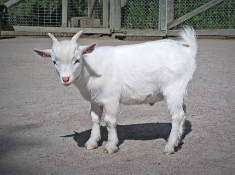 Cute baby white male goat with pink nose and green eyes escapee looking at camera. 