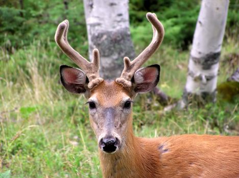 Male white-tailed deer with velvet covered antlers looking at camera in a forest clearing         