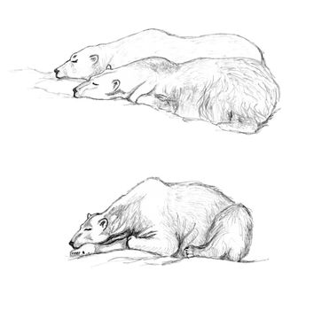 Pencil hand drawing, study of polar bears sleeping