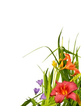 Beautiful natural arrangement of flowers, capicunes and lilies, isolated on white background to make perfet floral border, corner.